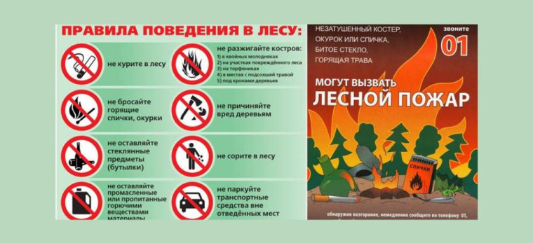 Правила поведения в лесу. Правила поведения в лесу.